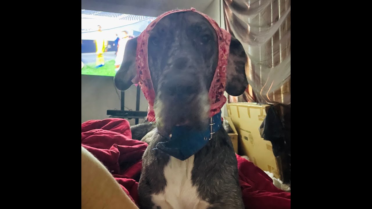 Crazy and cute my dogs play together